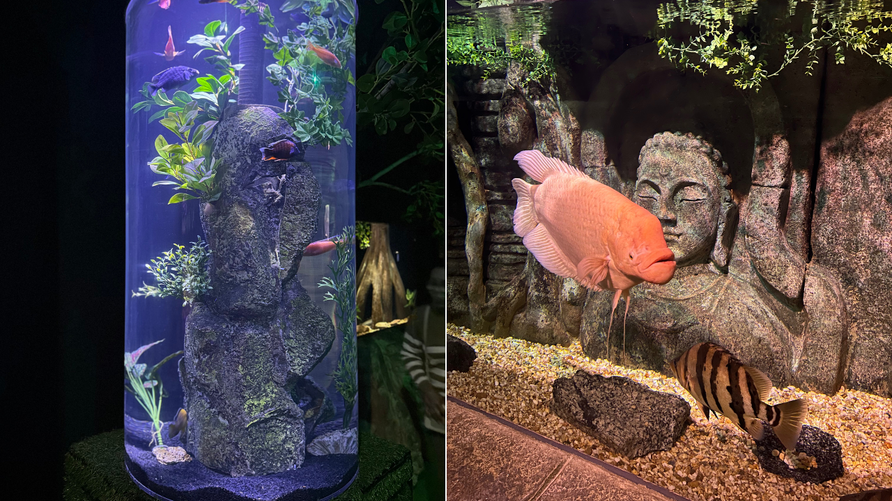oceanic aquarium